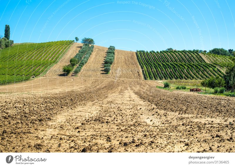 Olivenbäume in Reihen und Weinbergen in Italien. Oliven und Wein Ferien & Urlaub & Reisen Tourismus Sommer Garten Natur Landschaft Pflanze Himmel Baum Hügel