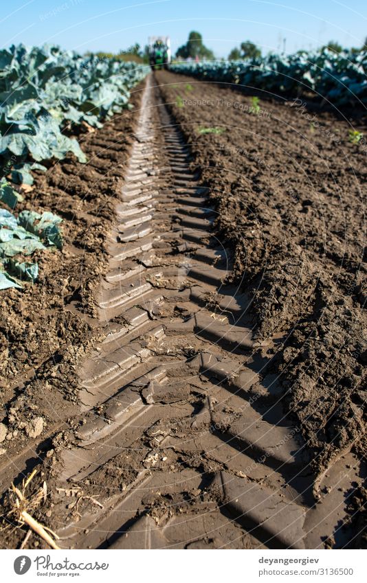 Traktor in Brokkolianbaugebiet. Große Brokkoli-Plantage. Gemüse Vegetarische Ernährung Gesunde Ernährung Arbeit & Erwerbstätigkeit Gartenarbeit Pflanze Wachstum