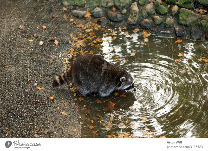 Durstiger Waschbär Tier Wildtier Fell Pfote Zoo Streichelzoo 1 trinken Tierliebe Farbfoto Außenaufnahme Menschenleer Tag Zentralperspektive Tierporträt