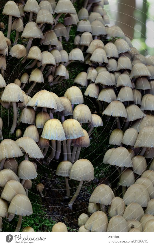 Pilze im Wald Baum hell klein braun Herbst Natur grün viele ungenießbar beige Pilzhut Detailaufnahme Schwache Tiefenschärfe Gift xenias