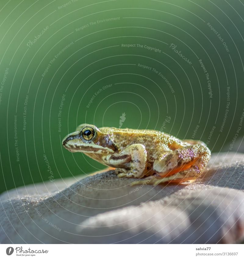 abwarten Umwelt Natur Wald Tier Frosch Tiergesicht Amphibie Froschlurche 1 hocken Jagd Wachsamkeit geduldig ruhig Froschauge Grasfrosch Farbfoto Außenaufnahme