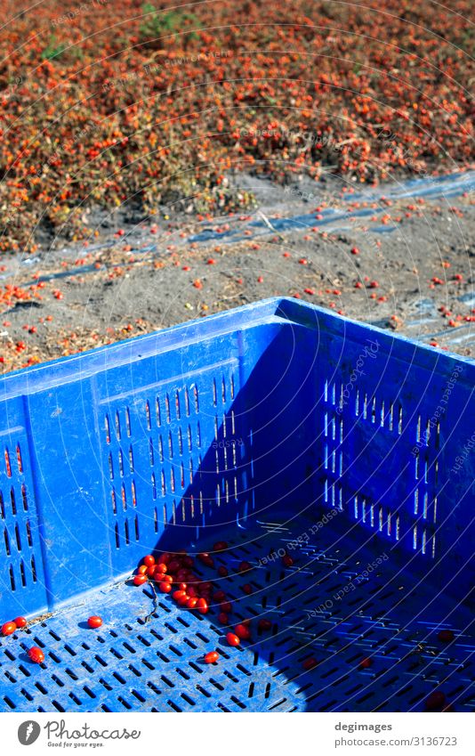 Tomaten, die zur Aufbewahrung bestimmt sind. Ernten Sie Tomaten. Gemüse Vegetarische Ernährung Sommer Garten Gartenarbeit Industrie Natur Pflanze Wachstum