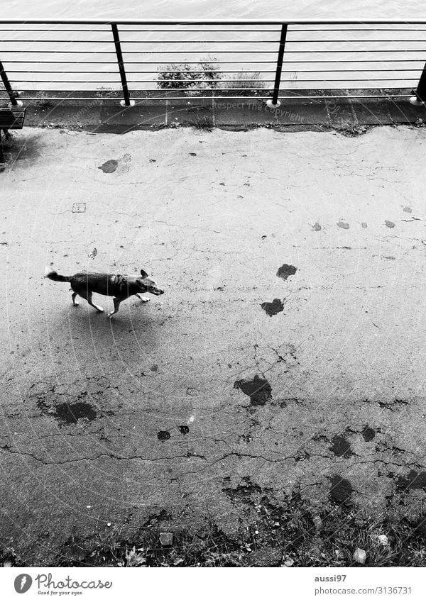 Snooping as usual Hund Spaziergang Spazierweg Schwarzweißfoto Geländer Promenade Einsamkeit Vogelperspektive Herumtreiben