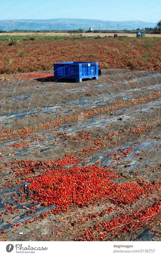 Tomaten, die zur Aufbewahrung bestimmt sind. Ernten Sie Tomaten. Gemüse Vegetarische Ernährung Sommer Garten Gartenarbeit Industrie Natur Pflanze Wachstum