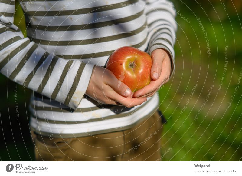 Apfel Ernährung Essen Bioprodukte Vegetarische Ernährung Gesundheit Fitness Duft Erntedankfest Junge 3-8 Jahre Kind Kindheit 8-13 Jahre frisch Slowfood Frucht