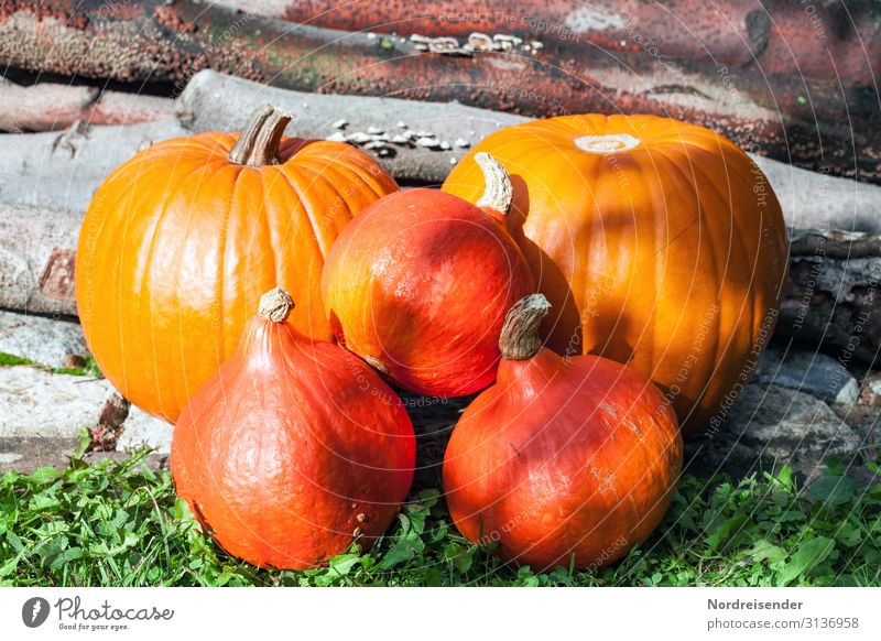 Kürbiszeit Lebensmittel Gemüse Frucht Ernährung Bioprodukte Vegetarische Ernährung Garten Feste & Feiern Erntedankfest Halloween Landwirtschaft Forstwirtschaft