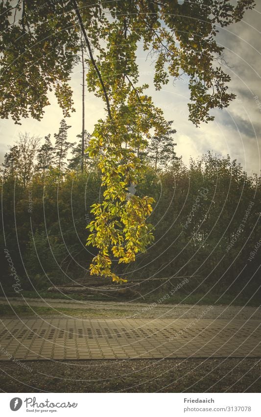 Bunter Herbst Natur Pflanze Himmel Schönes Wetter Baum Wald Wege & Pfade entdecken Erholung Freiheit Freizeit & Hobby Idylle Lebensfreude Farbfoto mehrfarbig