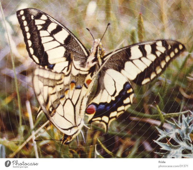 Auch sie tun's! Schmetterling Fortpflanzung in der Tierwelt Nahaufnahme