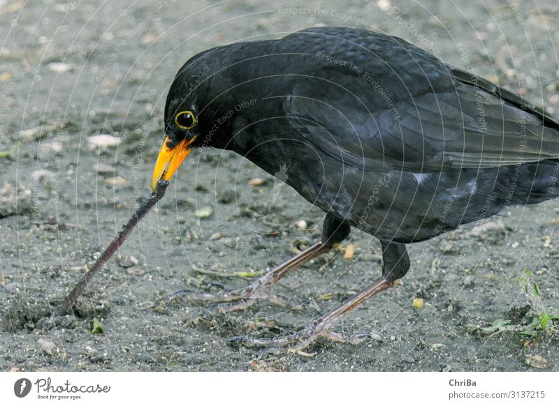 Komm schon... Tier Wildtier Vogel Wurm Amsel Regenwurm 1 Fressen Jagd kämpfen frei natürlich klug schwarz Vorfreude Erfolg Mut Tierliebe Appetit & Hunger