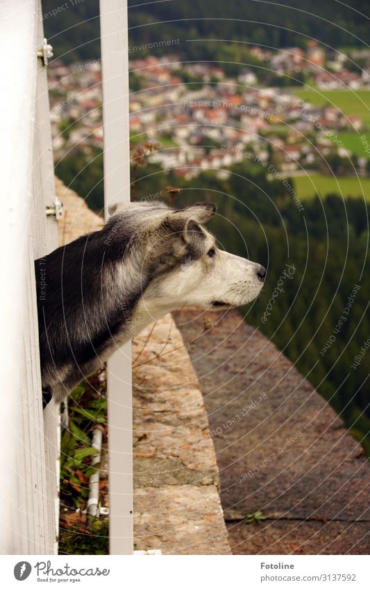 neugierig Kleinstadt Stadt bevölkert Tier Haustier Hund Tiergesicht Fell 1 kuschlig Neugier weich Husky Tal Blick Farbfoto mehrfarbig Außenaufnahme