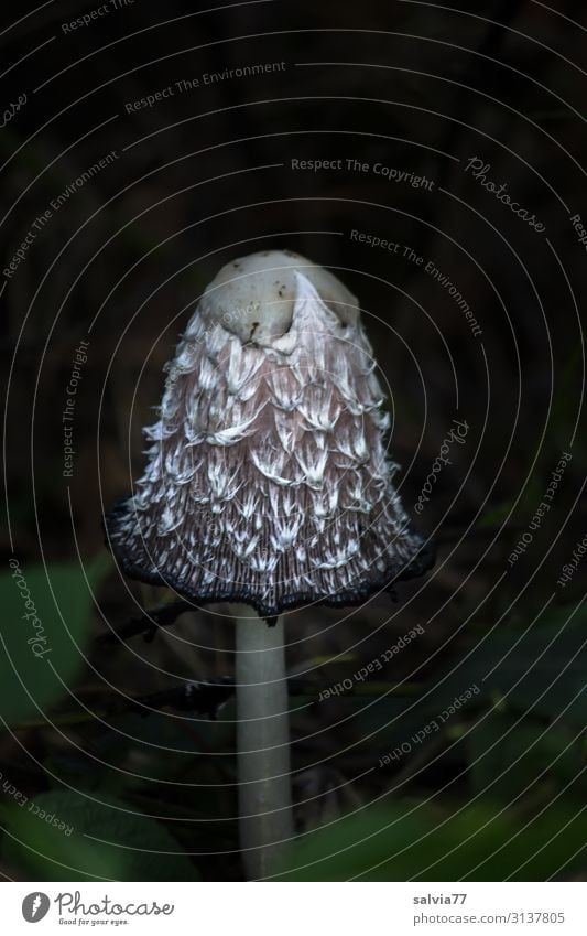 Schopftintling Umwelt Natur Pflanze Herbst Wildpflanze Pilz Pilzhut Tintlinge Wiese Wald Wachstum außergewöhnlich frisch lecker natürlich Wandel & Veränderung