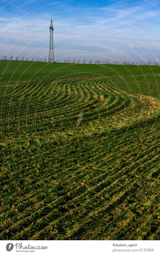 Feldwellen Getreide Umwelt Natur Landschaft Erde Himmel Frühling Herbst Klimawandel Schönes Wetter Pflanze Nutzpflanze Getreidefeld Wachstum warten Ferne gelb