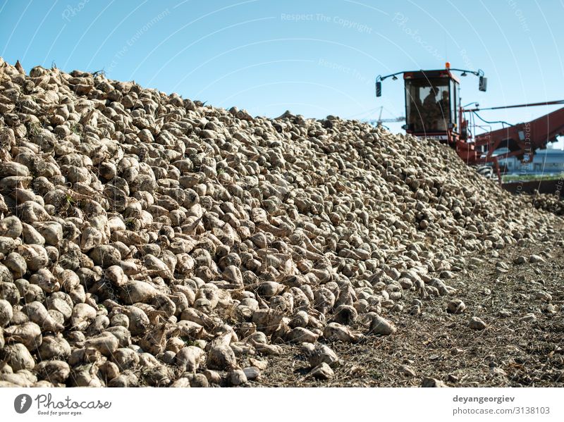 Maschinelles Ernten von Zuckerrüben. Industrie Verkehr Traktor Anhänger Handel Güterverkehr & Logistik Mähdrescher einbringen Rote Beete Verarbeitung Bauernhof