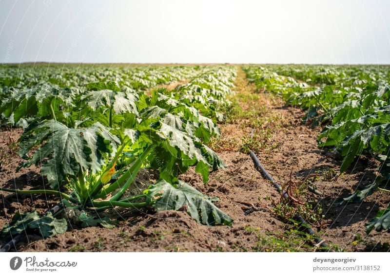 Zucchini auf dem Feld. Zucchini werden in Reihen angebaut. Gemüse Frucht Vegetarische Ernährung Sommer Garten Natur Landschaft Pflanze Erde Blume Blatt Wachstum