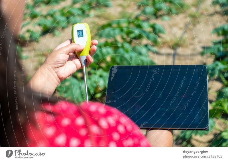 Landwirte messen den Boden in der Zucchini-Plantage. Garten Labor Prüfung & Examen Bildschirm Werkzeug Technik & Technologie Frau Erwachsene Umwelt Pflanze Erde