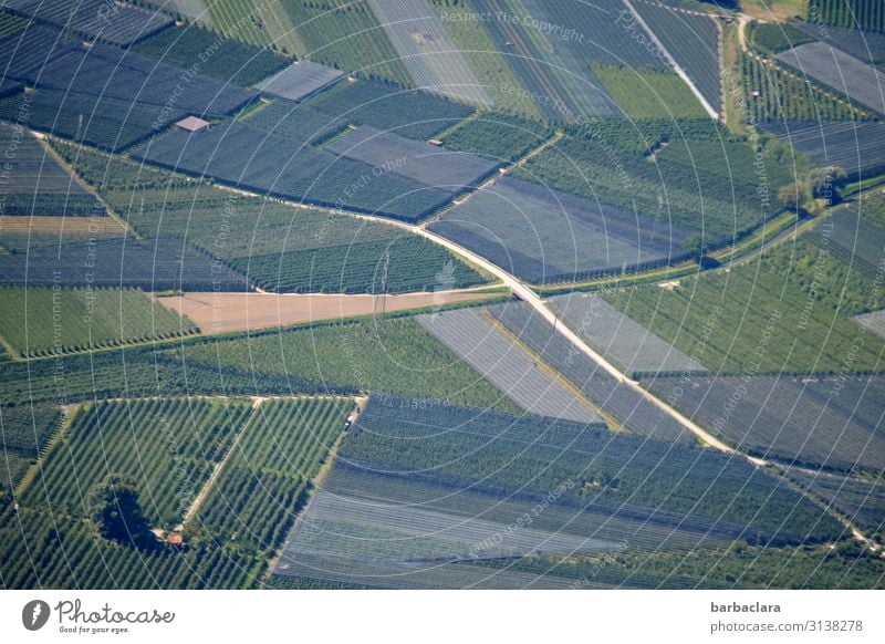 Südtiroler Landschaftsteppich Frucht Arbeit & Erwerbstätigkeit Ernte Landwirtschaft Forstwirtschaft Pflanze Herbst Baum Nutzpflanze Weinbau Apfelplantage Feld