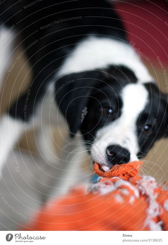 Gib ! Das ! Her ! (II) Spielen Tier Haustier Hund Tiergesicht Tierjunges Konflikt & Streit Tauziehen frech Fröhlichkeit schön listig lustig niedlich verrückt