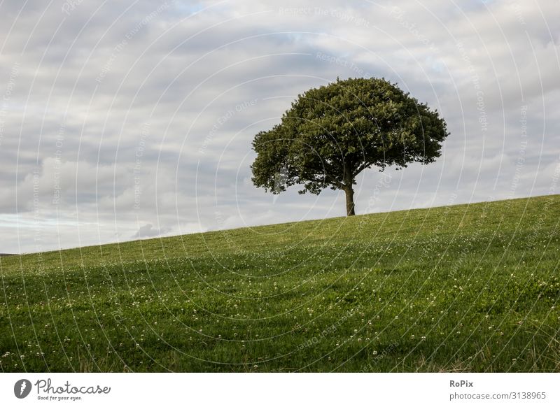 Einsamer Baum auf einer Wiese. Lifestyle Gesundheit Wellness Leben Erholung Meditation Freizeit & Hobby Ferien & Urlaub & Reisen wandern Umwelt Natur Landschaft