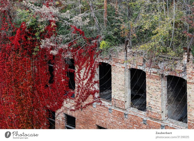 Roter Efeu, Dachwald und Ziegelwand Herbst Schnee Baum Sträucher Dachgarten Haus Bauwerk Gebäude Ruine Backsteinwand Mauer Wand Fenster Stein Wachstum