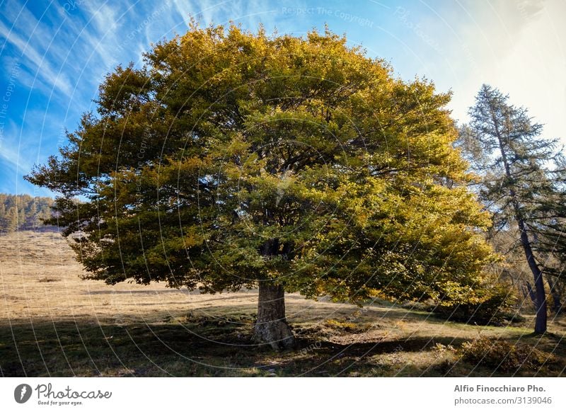 Einzelne Ulme in Herbstfarben Sommer Tapete Natur Landschaft Pflanze Himmel Wetter Baum Gras Blatt Grünpflanze Park Wiese Wald groß hoch blau braun gelb grün