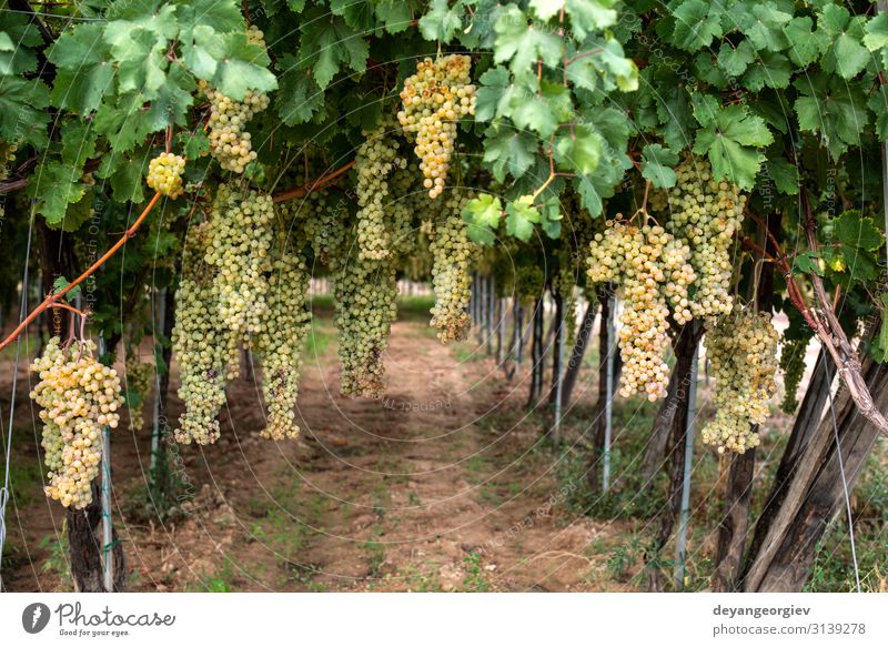 Dessert weiße Trauben. Vielfalt an Trauben zum Essen. Frucht Saft Sommer Garten Natur Landschaft Pflanze Herbst Blatt Wachstum frisch natürlich saftig gelb grün