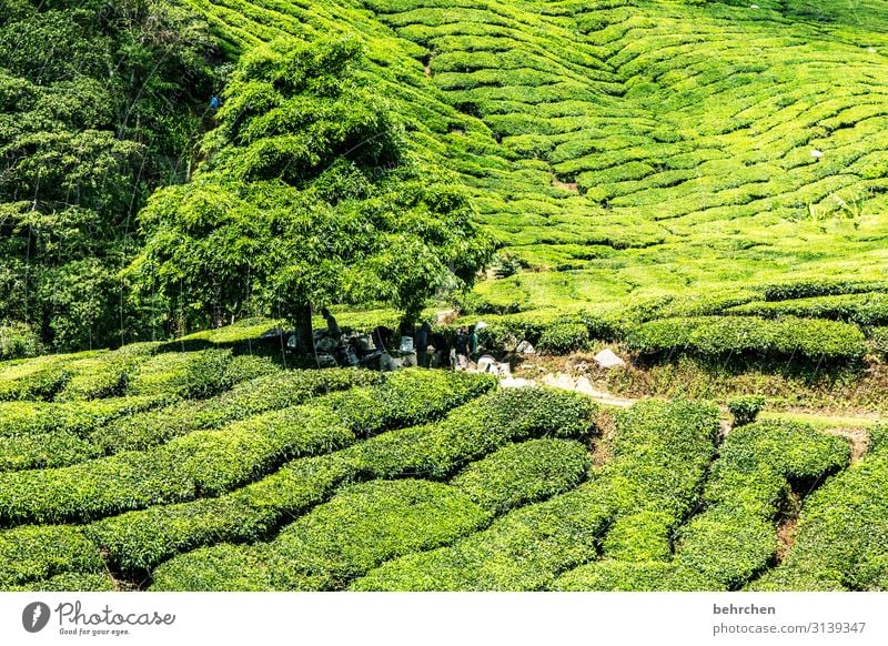 grün Ferien & Urlaub & Reisen Tourismus Ausflug Abenteuer Ferne Freiheit Umwelt Natur Landschaft Pflanze Baum Blatt Nutzpflanze Teepflanze Teeplantage Urwald