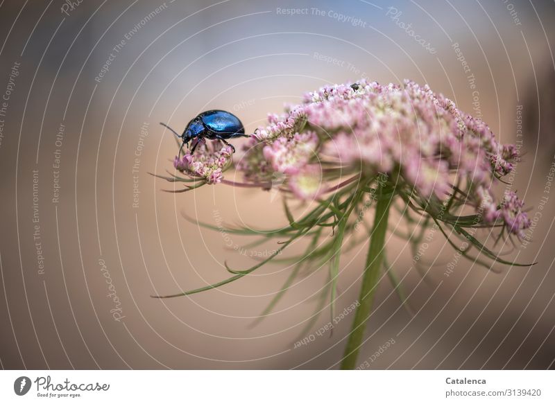 Blauer Erlenblattkäfer auf der Blüte der wilden Möhre Natur Pflanze Tier Sommer Blatt Wildpflanze Wilde Möhre Garten Wiese Wildtier Käfer Insekt Schädlinge