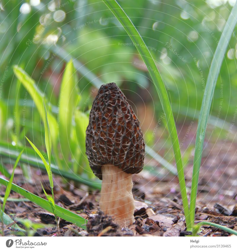 Nahaufnahme einer Frühlingsmorchel, die im Garten wächst Pilz Morchel Makroaufnahme Schwache Tiefenschärfe Außenaufnahme Pflanze Rindenmulch Grünpflanze