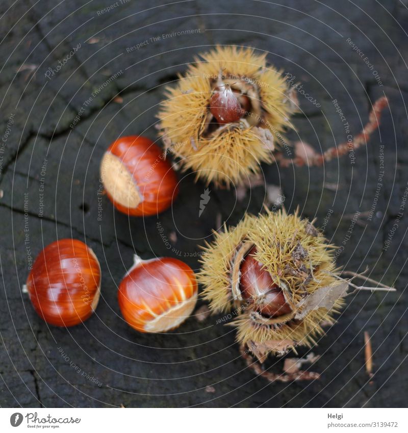 reife Esskastanien in und neben stacheliger Hülle auf einem Baumstamm Umwelt Pflanze Herbst Maronen Wald liegen ästhetisch natürlich braun gelb grau einzigartig