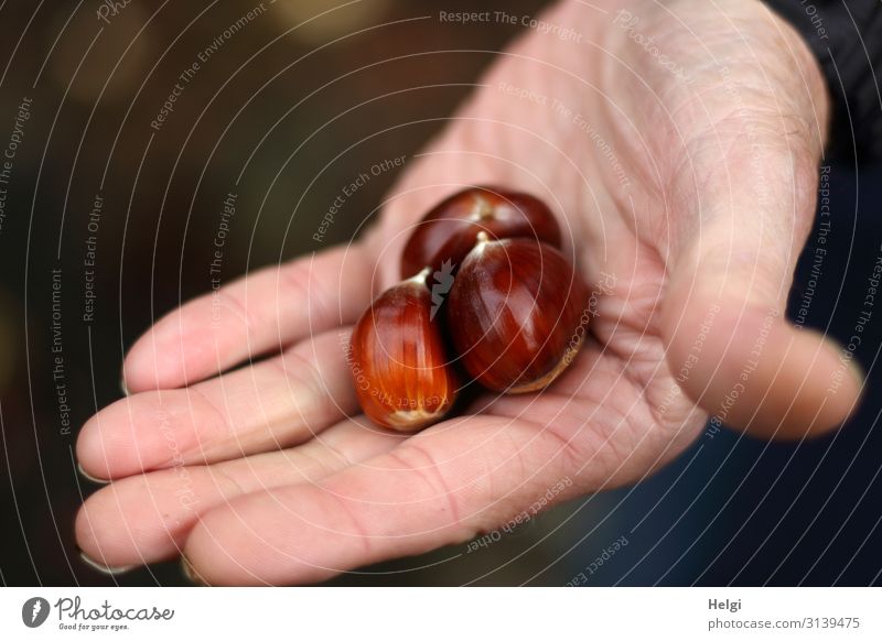 drei reife Esskastanien liegen in einer geöffneten Hand Finger Pflanze Herbst Maronen Wald festhalten authentisch frisch einzigartig klein natürlich braun rosa