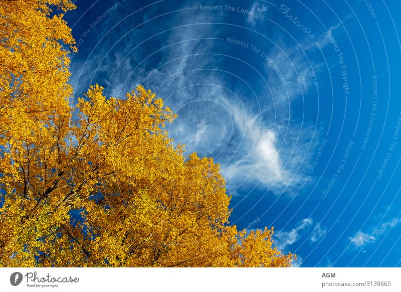 herbstliche Impression Natur Schönes Wetter Park ästhetisch fantastisch blau gelb orange weiß Glück Lebensfreude Leichtigkeit Cirrostratus Hintergrundbild