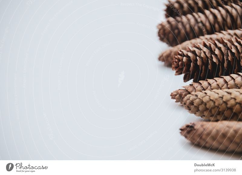 Zapfenspitzen von Tannenzapfen liegen hintereinander gereiht Natur Herbst Winter Wald fallen natürlich braun weiß Zusammensein Bewegung Weihnachten & Advent