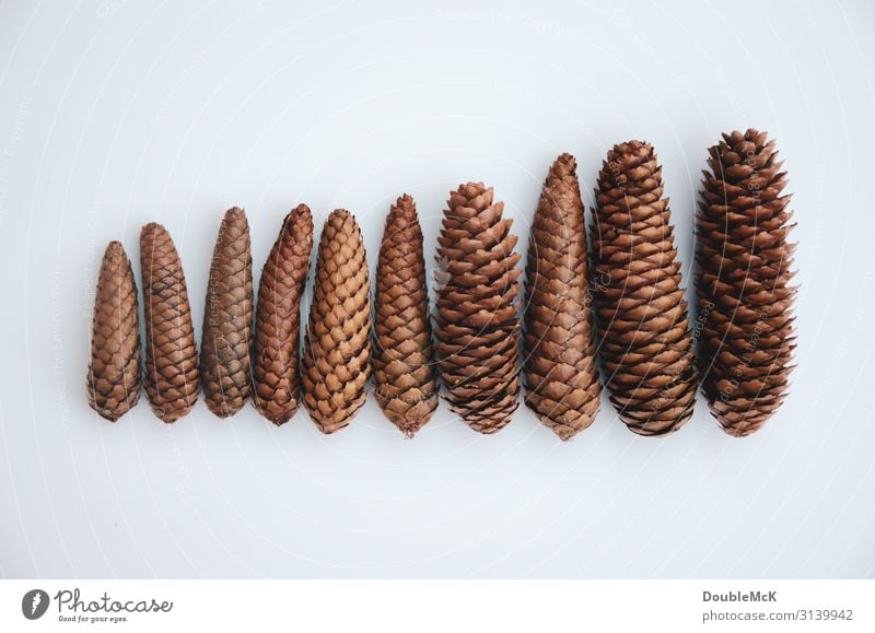 Tannenzapfen liegen nebeneinander nach Größe sortiert Natur Herbst Winter Wald fallen natürlich braun weiß Zusammensein Ordnungsliebe Zufriedenheit Bewegung