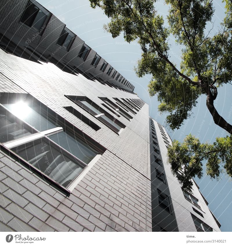 Halswirbelsäulentraining (XXIII) Himmel Schönes Wetter Baum Haus Hochhaus Mauer Wand Fassade Fenster hoch Macht Ausdauer standhaft Ordnungsliebe Neugier