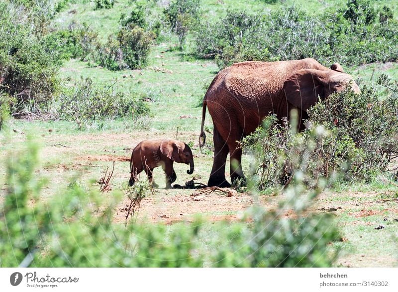 wenn die mutter mit dem sohne Tierjunges Tierschutz Außenaufnahme wild fantastisch beeindruckend exotisch Sonnenlicht Wildnis wunderschön besonders Natur