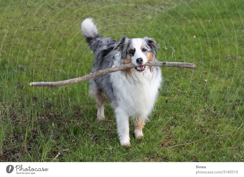 Wanna stick with me? Spielen Schönes Wetter Garten Park Wiese Tier Haustier Hund beobachten frech Freundlichkeit niedlich klug Freude Fröhlichkeit Lebensfreude