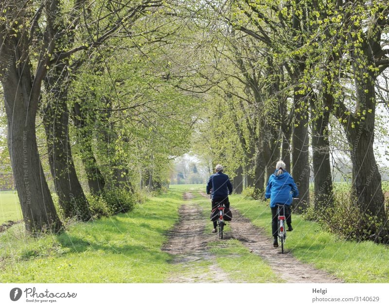 Rückansicht einer männlichen und weiblichen Person auf dem Fahrrad in einer Allee im Frühling Freizeit & Hobby Ausflug Fahrradtour Mensch maskulin feminin