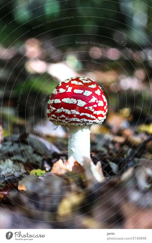 fliegen P Pflanze Herbst Schönes Wetter Wildpflanze Wald Wachstum natürlich Natur Gift Pilz Farbfoto Außenaufnahme Nahaufnahme Menschenleer Textfreiraum links