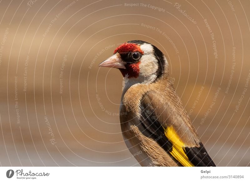 Schönes Porträt eines Goldzeisens schön Mann Erwachsene Natur Tier Vogel klein niedlich wild braun gelb rot schwarz Distelfink Feder Fink Singvogel Gefieder