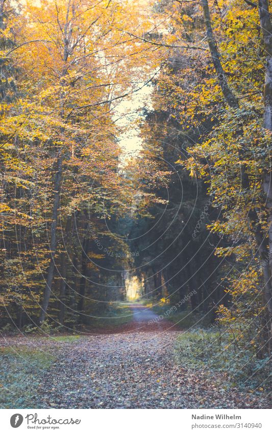 Herbstlicher Waldweg (Ebersberger Forst) Umwelt Natur Landschaft Pflanze Schönes Wetter Baum Blatt Deutschland lang natürlich trocken braun gelb gold grün