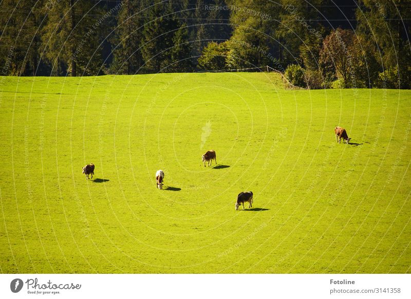 Von oben betrachtet, ganz klein. Umwelt Natur Landschaft Pflanze Tier Schönes Wetter Baum Gras Wiese Feld Wald Nutztier Kuh Tiergruppe Herde Ferne hell