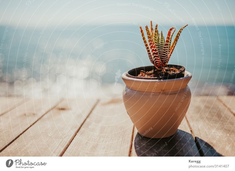 a succulent one and in the background is the blue sea Natur Pflanze Grünpflanze Topfpflanze Küste Meer exotisch blau orange Gefühle planen green cactus