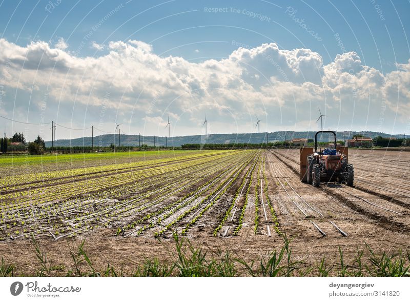 Traktor im Salatanbau. Gemüse Garten Industrie Maschine Natur Landschaft Pflanze Wachstum natürlich grün Ackerbau Feld Bauernhof ländlich landwirtschaftlich