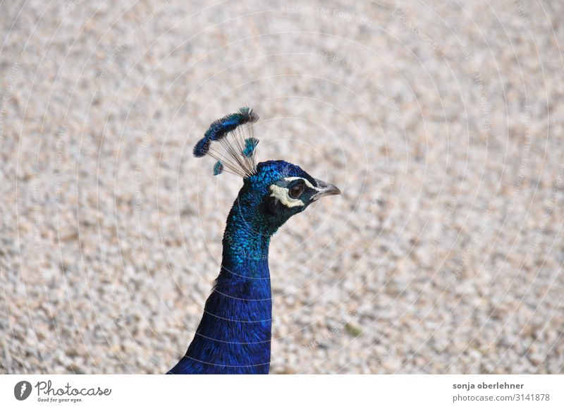 stolzer Pfau mit blitzblau Sand Tier Wildtier Tiergesicht Zoo Feder Federschmuck 1 beobachten Bewegung gehen Blick leuchten ästhetisch außergewöhnlich