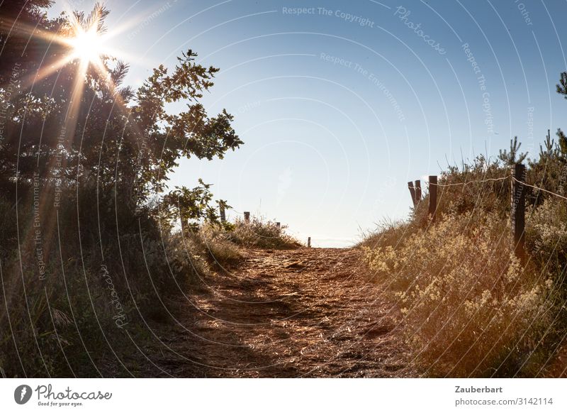 Weg zum Strand Ferien & Urlaub & Reisen Freiheit Sommer Sommerurlaub Sonne wandern Landschaft Sonnenlicht Schönes Wetter Sträucher Hügel Küste Düne Dünengras