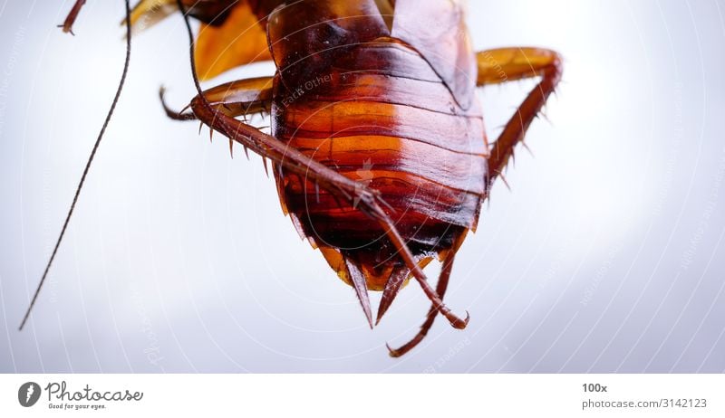 Schabe Nahaufnahme Körper Haus Küche Natur Tier Erde Antenne Flügel 1 krabbeln Blick dreckig Ekel gruselig Sauberkeit braun weiß Tod Völlerei Kontrolle Insekt