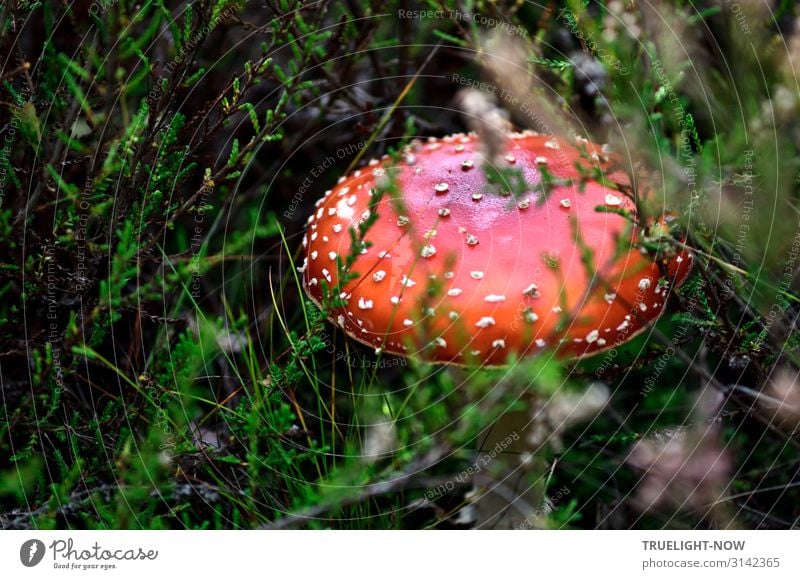 Junger Fliegenpilz von Heidekraut umgeben Umwelt Natur Pflanze Wildpflanze Pilz Pilzhut Heidekrautgewächse Wiese Wald braun grün rot weiß Fröhlichkeit Romantik