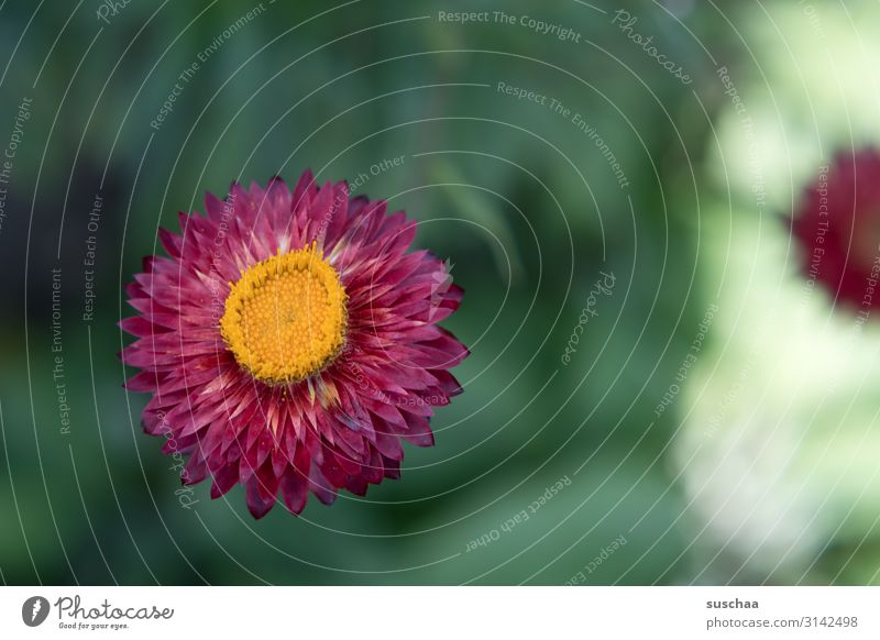 blume Blume Blüte Natur Garten Aster Strohblume rot Blütenstand Sommerblüher Korbblütler Blütenblätter rund blühend