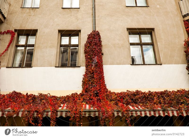 Wein an der Fassade Haus Wohnhaus Stadthaus Altbau Fenster Fensterfront Ranke Weinranken Pflanze Park Natur Menschenleer Textfreiraum Herbst Herbstlaub