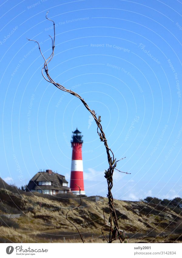 winterliches Geäst vor Leuchtturmkulisse... Busch Strauch Winter kahl Ast Gesträuch Düne Reetdach rotweiß Sylt Hörnum Haus Reetdachhaus Streifen gestreift